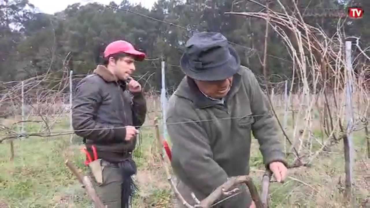 A Lusopress foi ao Norte de Portugal acompanha a poda da vinha