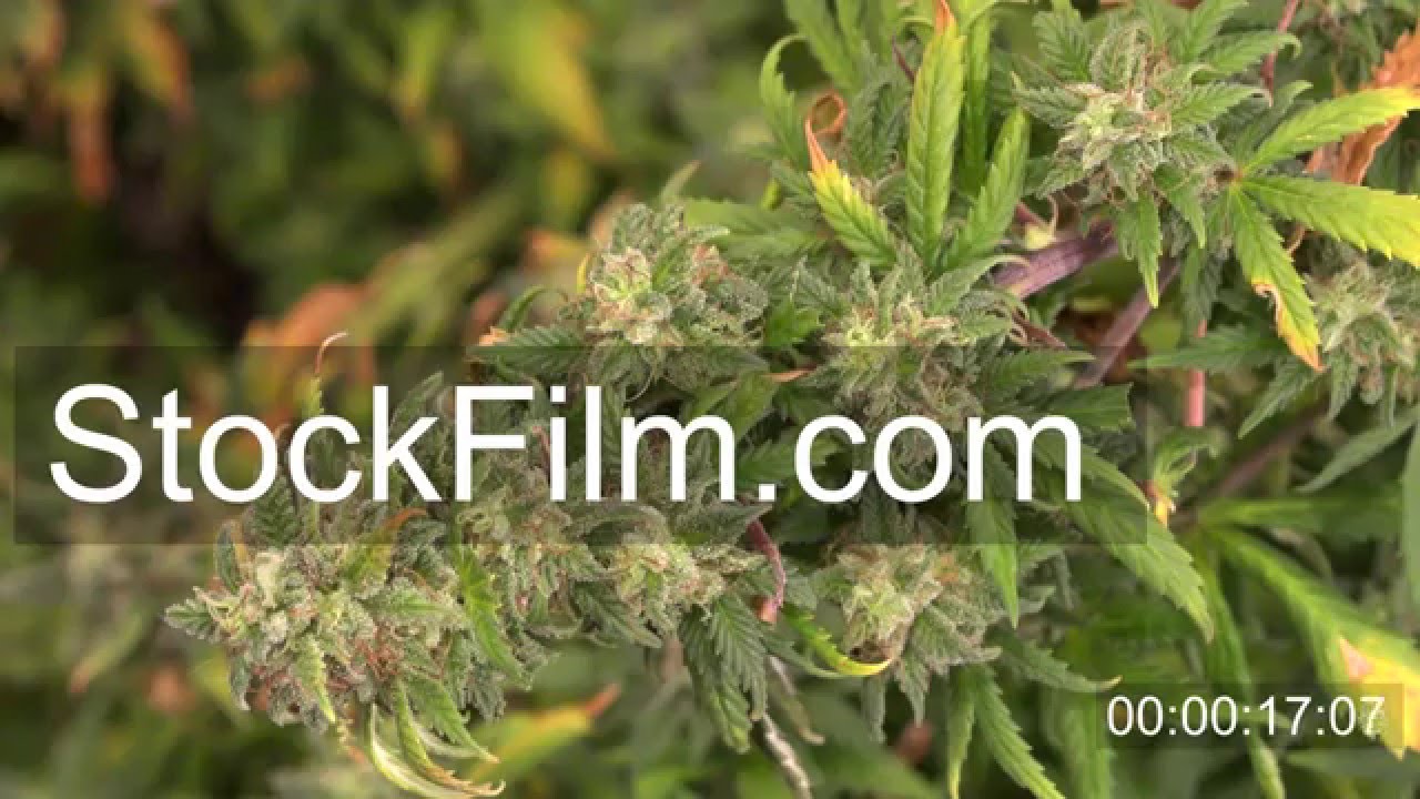 Marijuana Plant Indoor Grow Room - Zoom In
