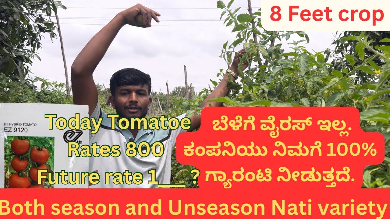 EZ 9120 Tomato seed || Virus free Tomato seed || Best Tomato seed to plant for June and July 