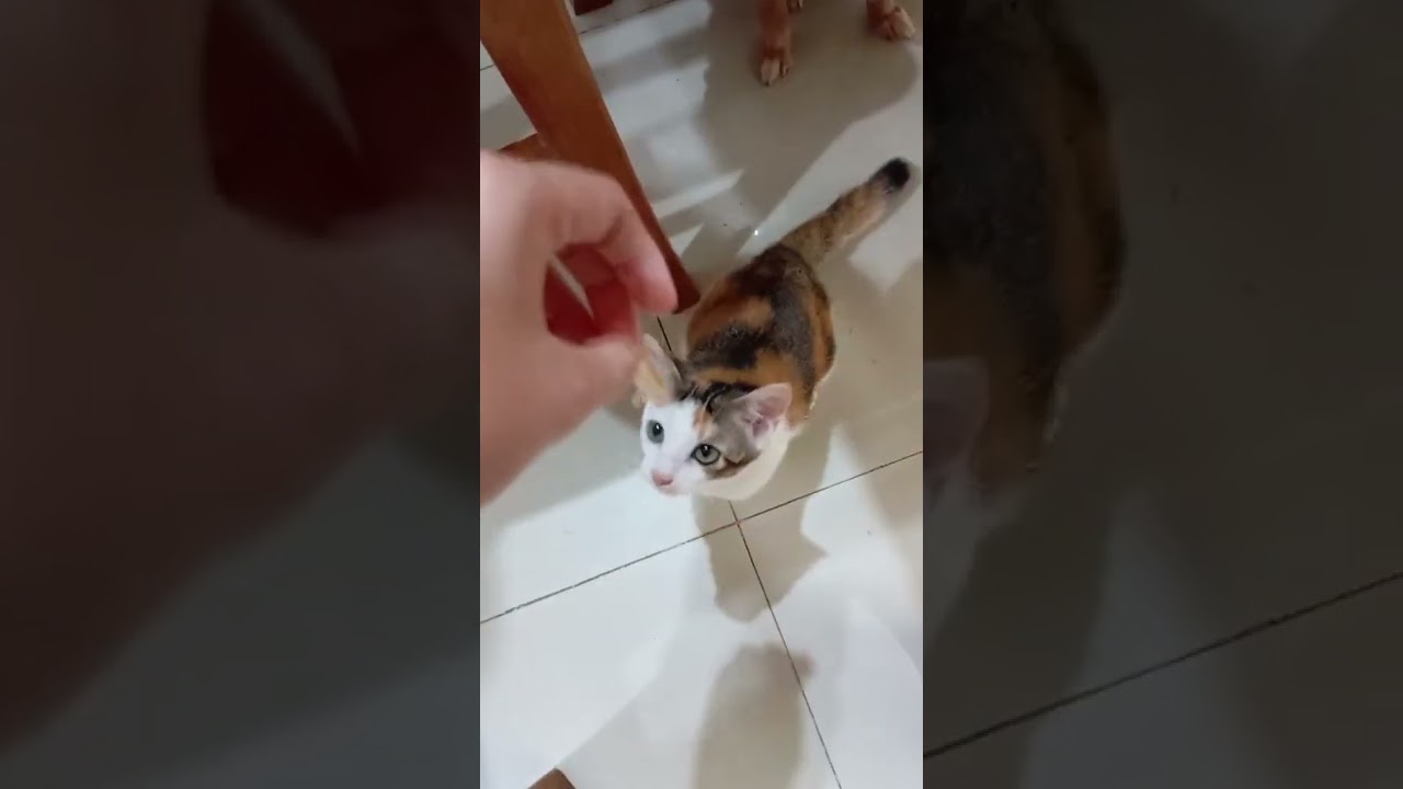 smart cat #meomimi #catmimi #meow #cat #mukbang #cute #smartcat