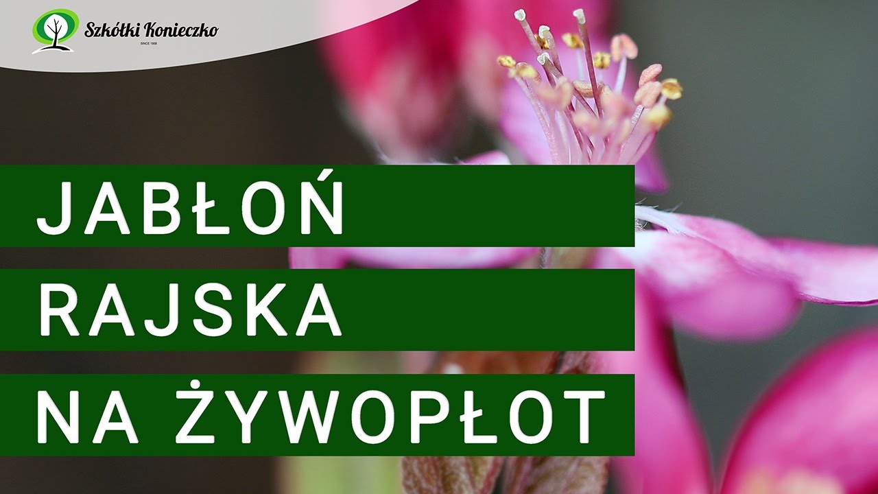 Jabłoń Rajska - roślina na żywopłot