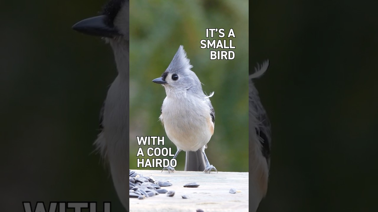 The Tufted Titmouse: What's in a Name? #birdfeeding #backyardbirds  #titmouse #birds