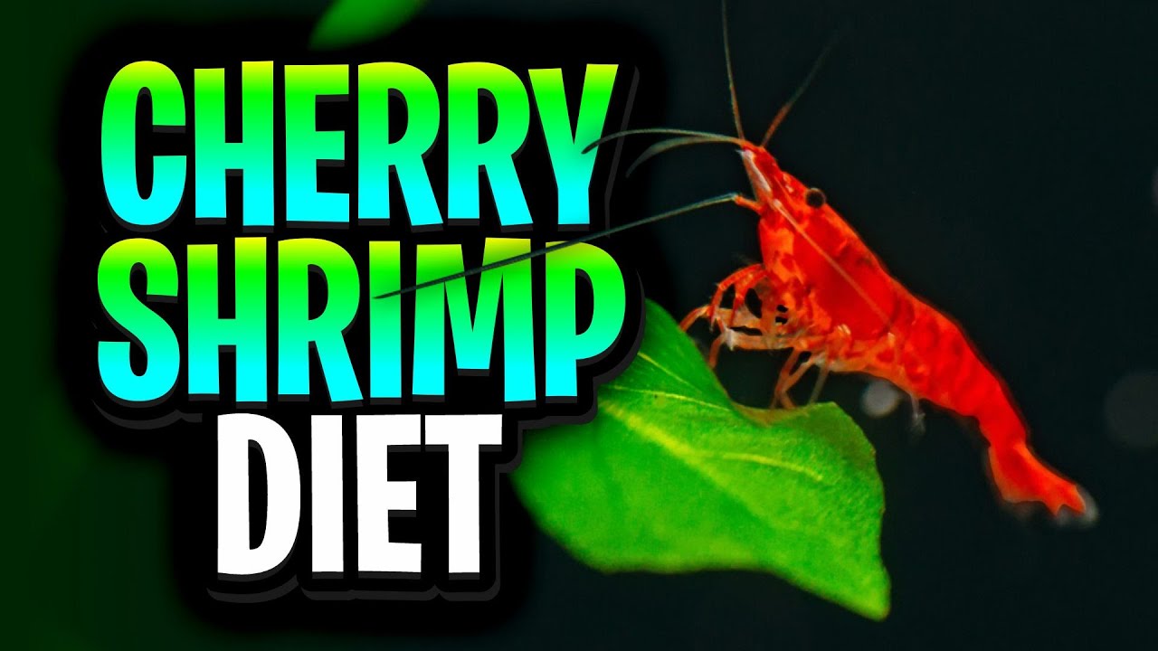 Cherry Shrimp Diet Mistakes That Beginners Make And How To Avoid Them!