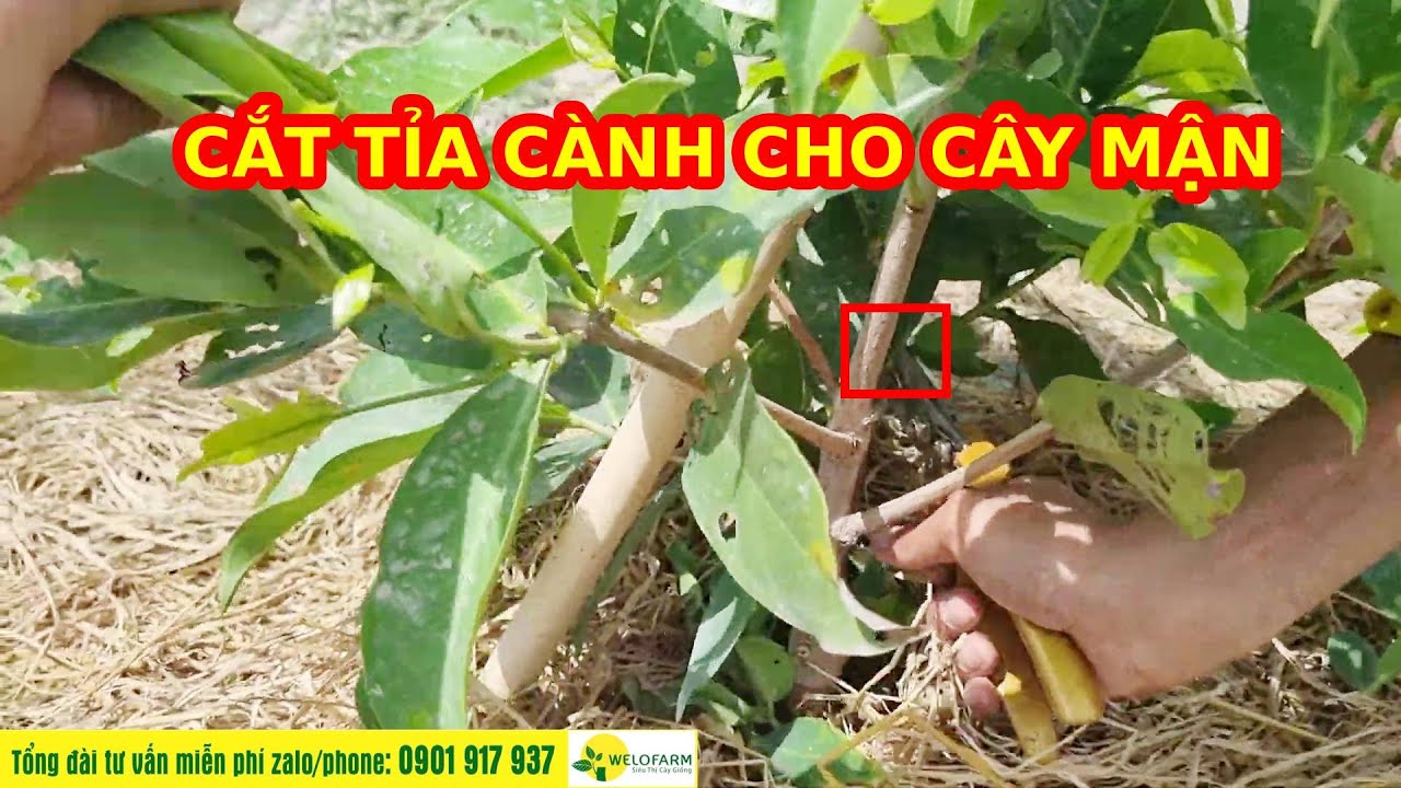 KỸ THUẬT CẮT TỈA CÀNH VÀ CHĂM SÓC CHO CÂY MẬN