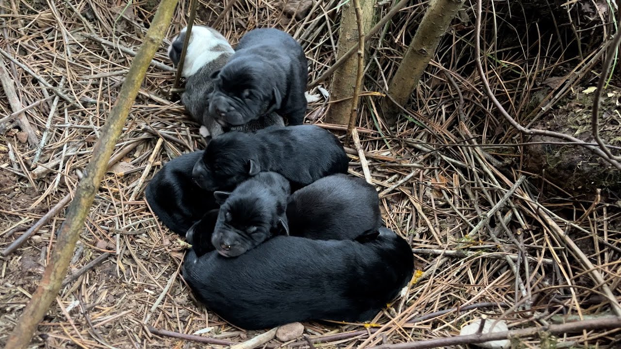 Gece Ormanda Doğan Yavru Köpekleri Sonunda Görebildik