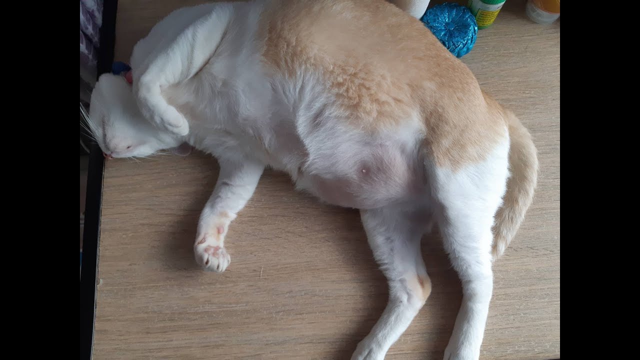 Dota2 : Pro Series Season 13 ดูคู่ EG Vs Wildcard Gaming ดีเลย์ 15 นาที