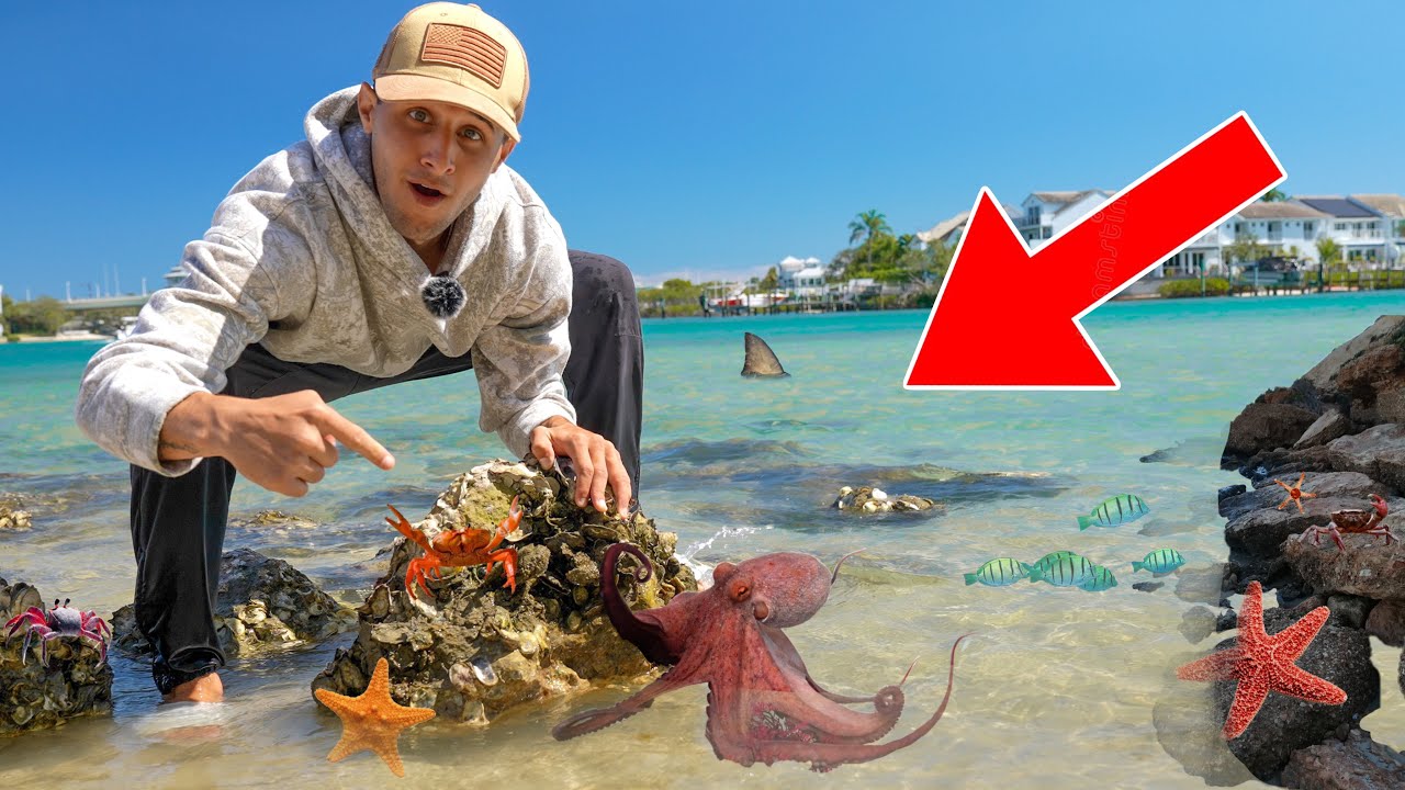 Flipping BEACH ROCKS For EXOTIC SEA CREATURES!! 