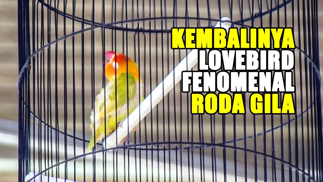 KEMBALINYA LOVEBIRD FENOMENAL RODA GILA