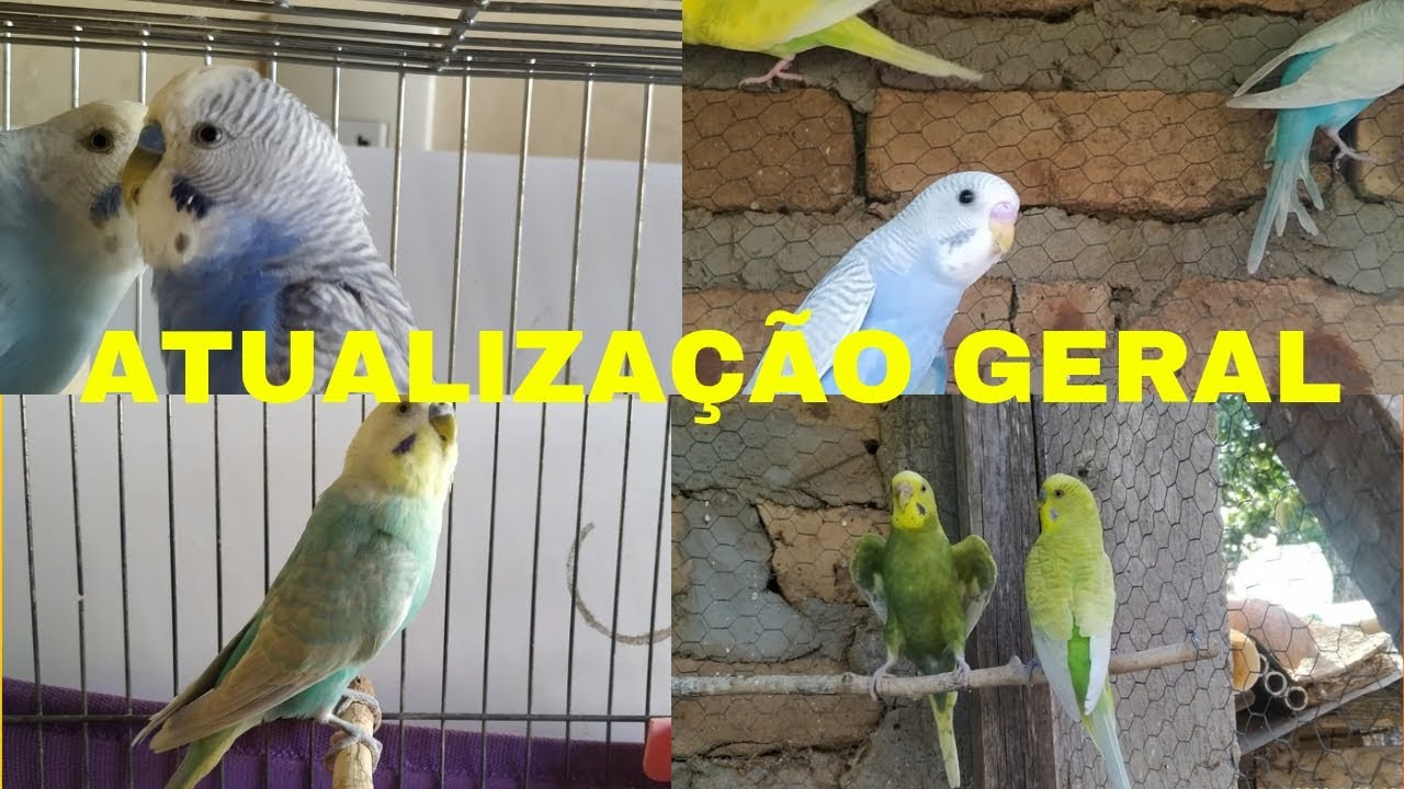 ATUALIZAÇÃO GERAL NA CRIAÇÃO/ NOVO CASAL/ TEMOS OVOS / CRIATÓRIO KL 