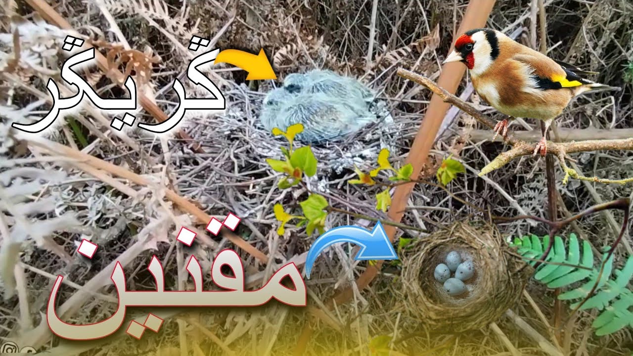 رحلة بحث عن اعشاش طائر الـحـسـون: شوفو شنو لقيت 😍