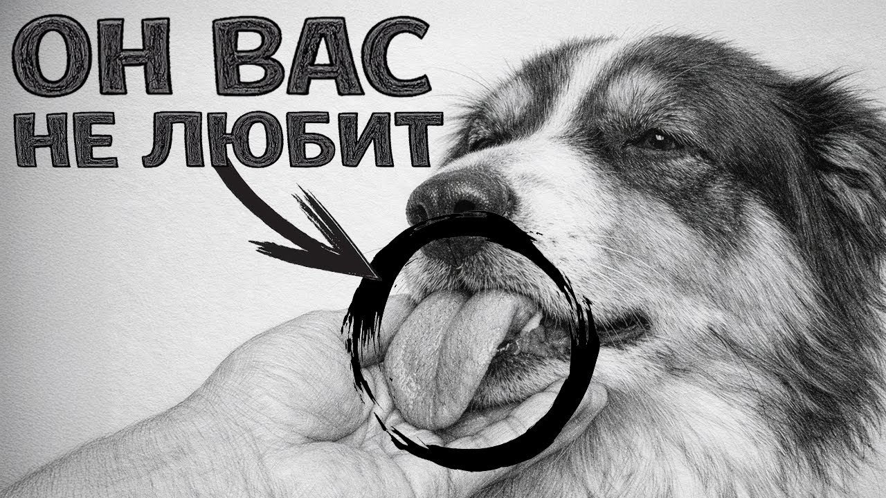15 Признаков что Собака Тебя НЕНАВИДИТ! (даже если думаешь обратное)