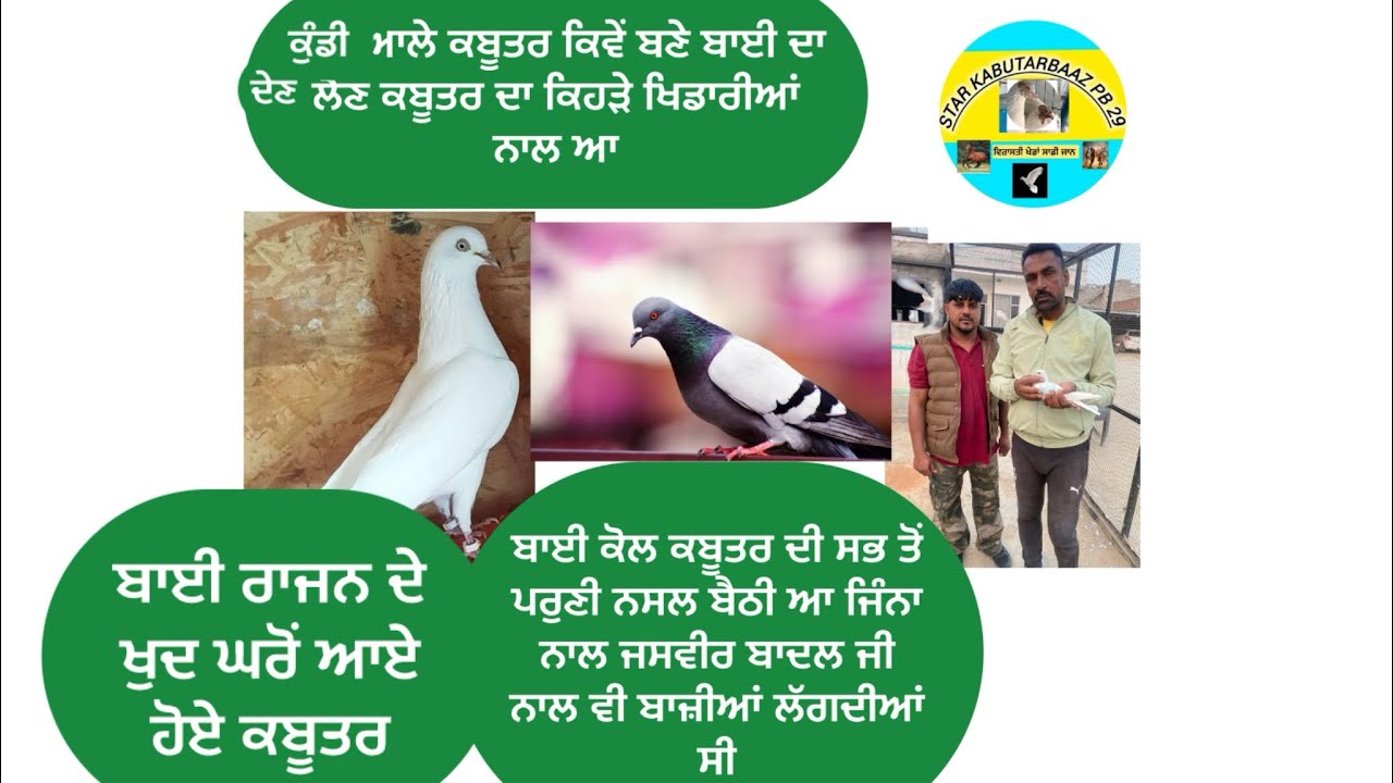 ਉਸਤਾਦ ਜੀਤਾ ਚੰਨਣਵਾਲ ਕੋਲ ਬੈਠੇ ਆ ਪਰੁਣੇ ਤੇ ਟੋਪ ਦੇ ਕਬੂਤਰ ਪਿਉਰ ਨਸਲਾਂ ਸਾਂਭੀ ਬੈਠਾ ਬਾਈ ਦੇਖੋ ਸਿਰੇ ਦੇ ਕਬੂਤਰ 