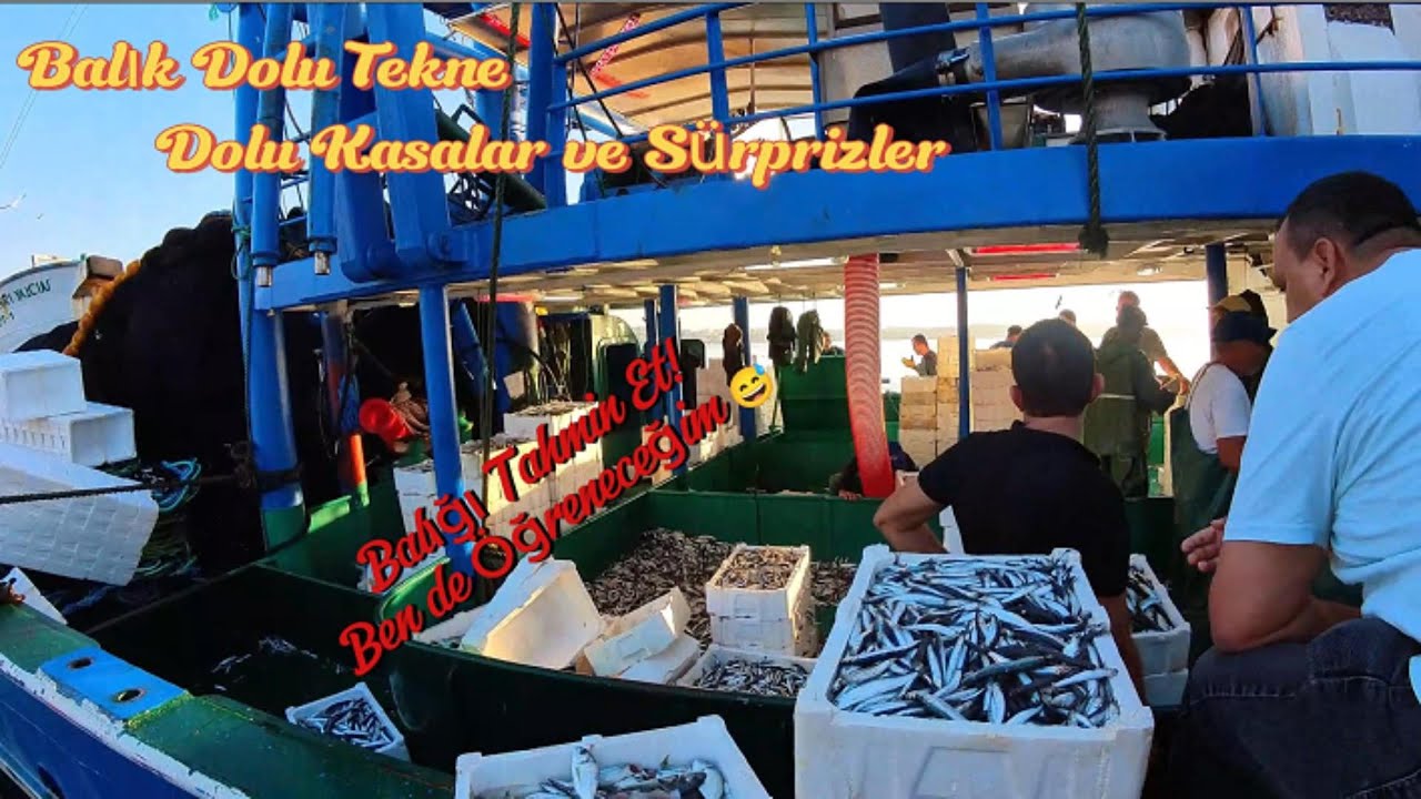 Limanda Balık Kapış Kapış #BalıkMezatı #Vlog #balık #Didim