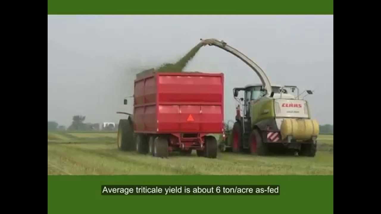 Triple cropping Triticale, Sorghum-Sudan and Alfalfa, Dutch Meadows Dairy
