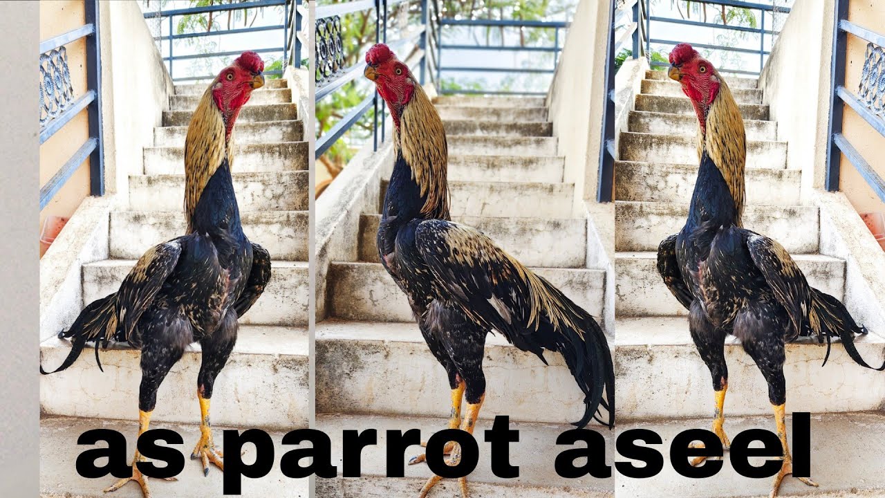 Parrot beak aseel###.call 7013347447 male for sale 