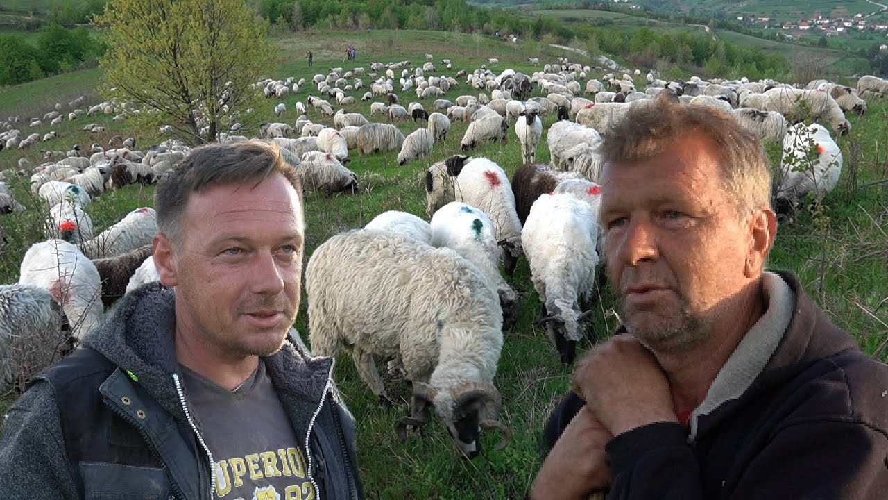 1300 OVACA  8 MAGARADI I 4 ČOBANA  ZAPUTILI  SE U  GLAMOČ