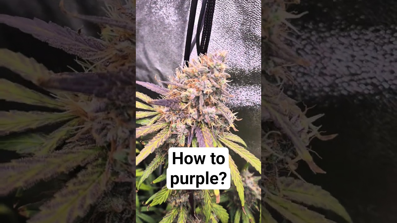 Warum f&auml;rbt sich unsere Pflanze jetzt lila? 🍇 | Grow Education #Shorts