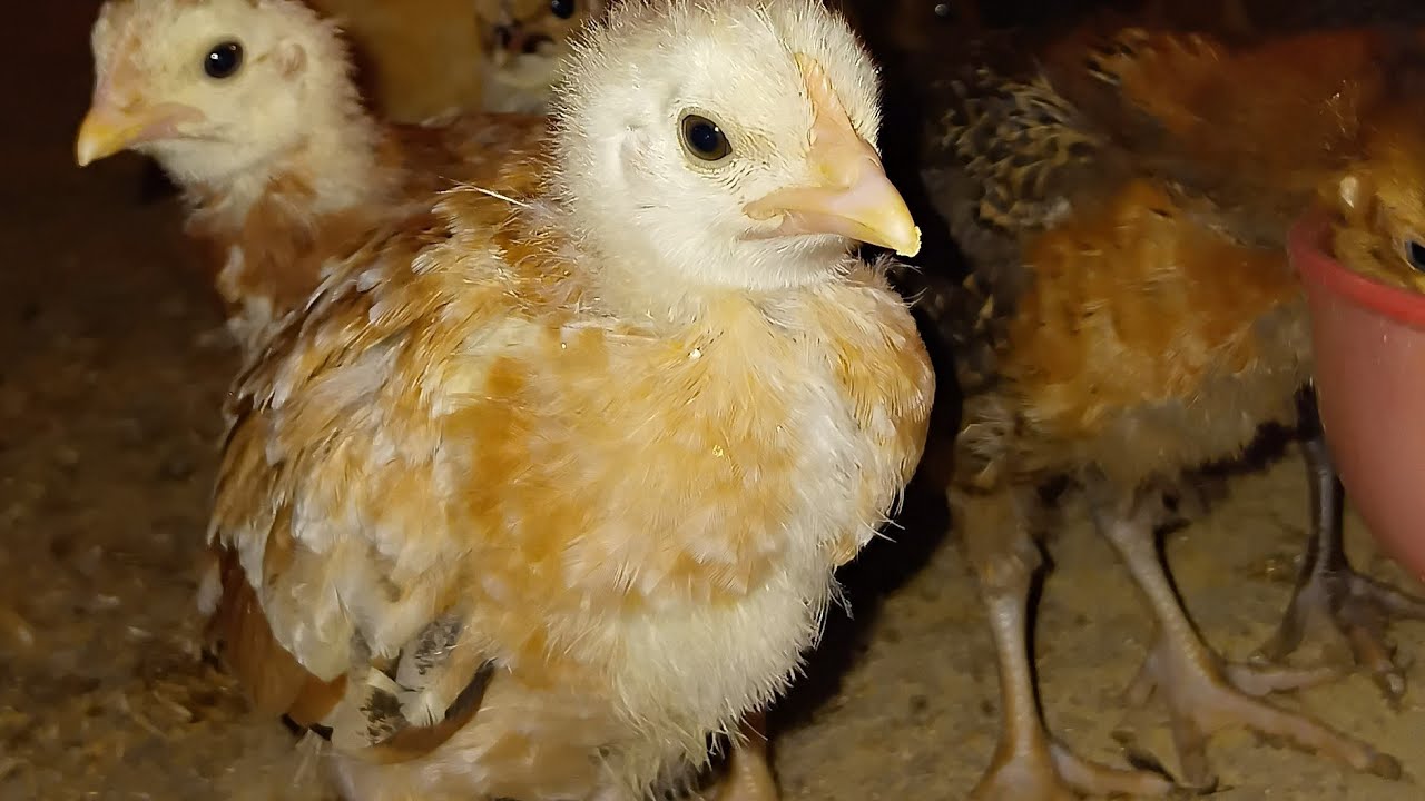 🔴 Sonali Chicks Live Sale#SonaliMurgiPalan #MurgiFarmingLive #HappyChickenAzamgarh #Poultry#yt#live 