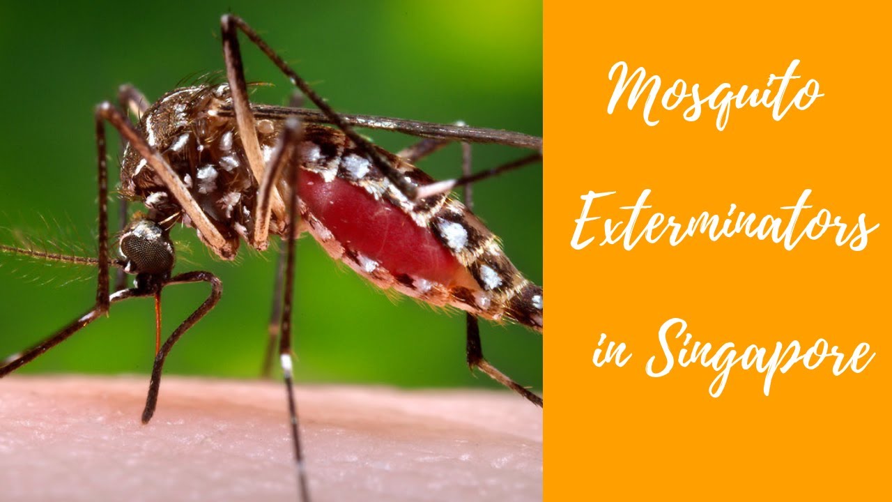 Mosquito Exterminators in Singapore | Pesticon +65 88007378 (8800PEST)