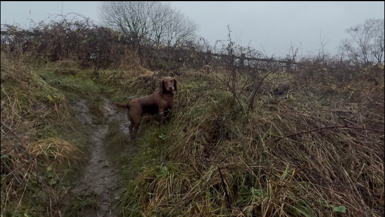 15/12/25 trail run with willow 