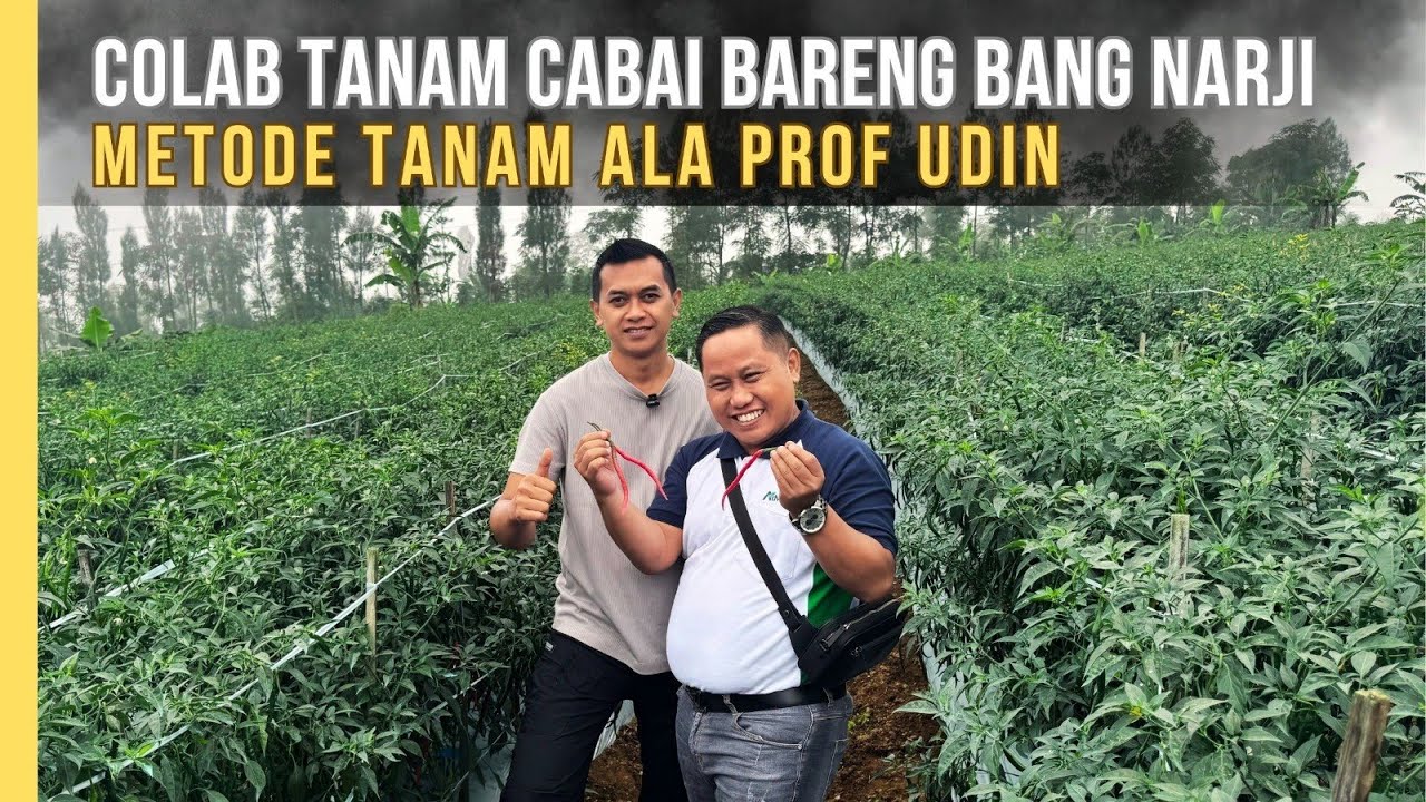 Kujungan Bang Narji Ke Lahan Petani Cabai Binaan Mas Udin
