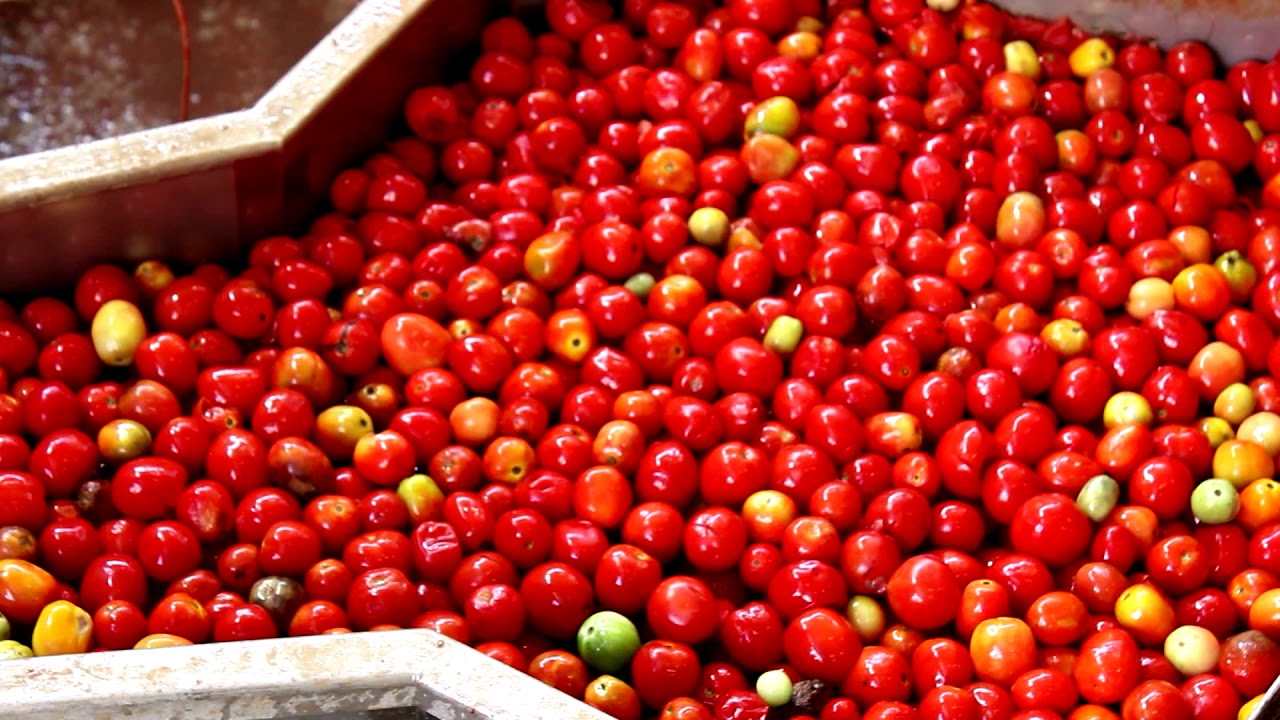 FBR ELPO TOMATO PROCESSING LINE