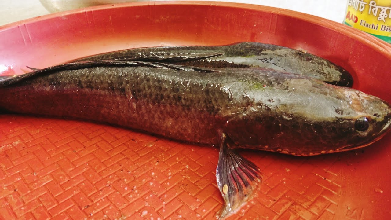 বড় শোল মাছ কাটার কৌশল // How to cut snake head fish cutting 🦈