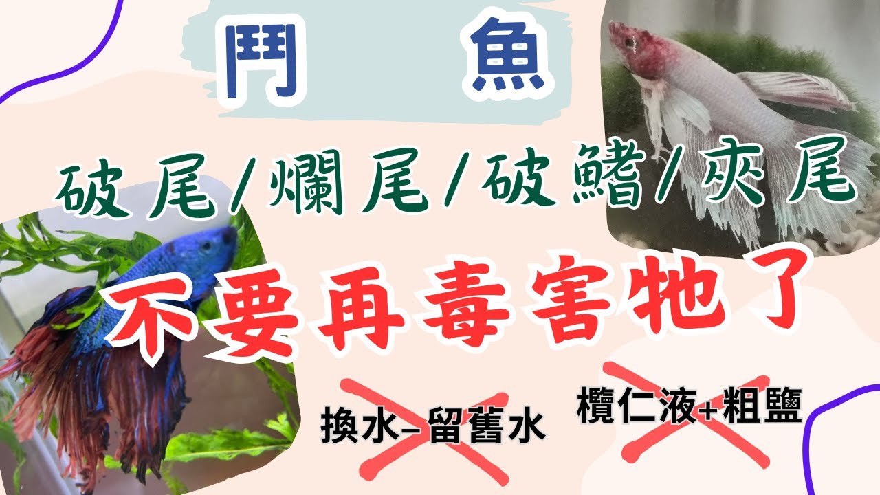 【 鬥魚 】破尾/爛尾/破鰭/夾尾┃不要再欖仁葉液+粗鹽了┃換水不要留舊水了┃愛牠請別毒害牠┃不要在缸裡亂加東西了┃水族-都市傳說