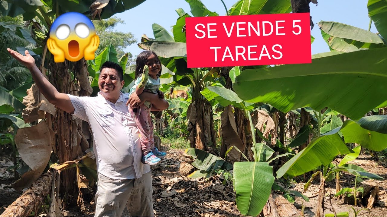 BONITO TERRENO A LA VENTA/Son 5 Tareas Con Arboles Frutales,CERCA DE NUEVA CONCEPCIÓN😱PARTE # 2