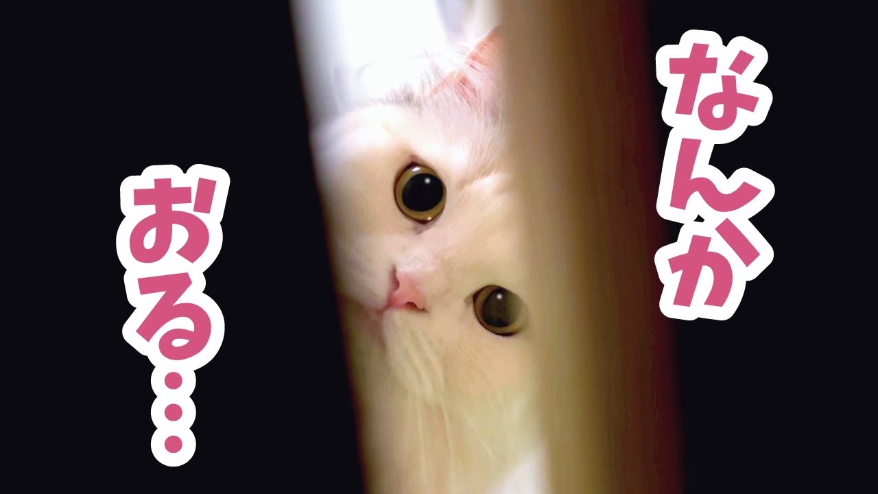 【神回】猫と人間が本気でかくれんぼしたら面白すぎました笑【関西弁でしゃべる猫】 【猫アテレコ】