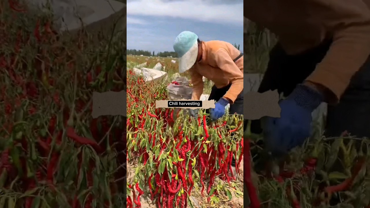 Chili Harvest 