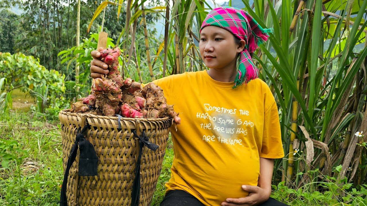 Single mother harvests galangal roots to sell - Buy vegetables to plant | Lý Tử Cai
