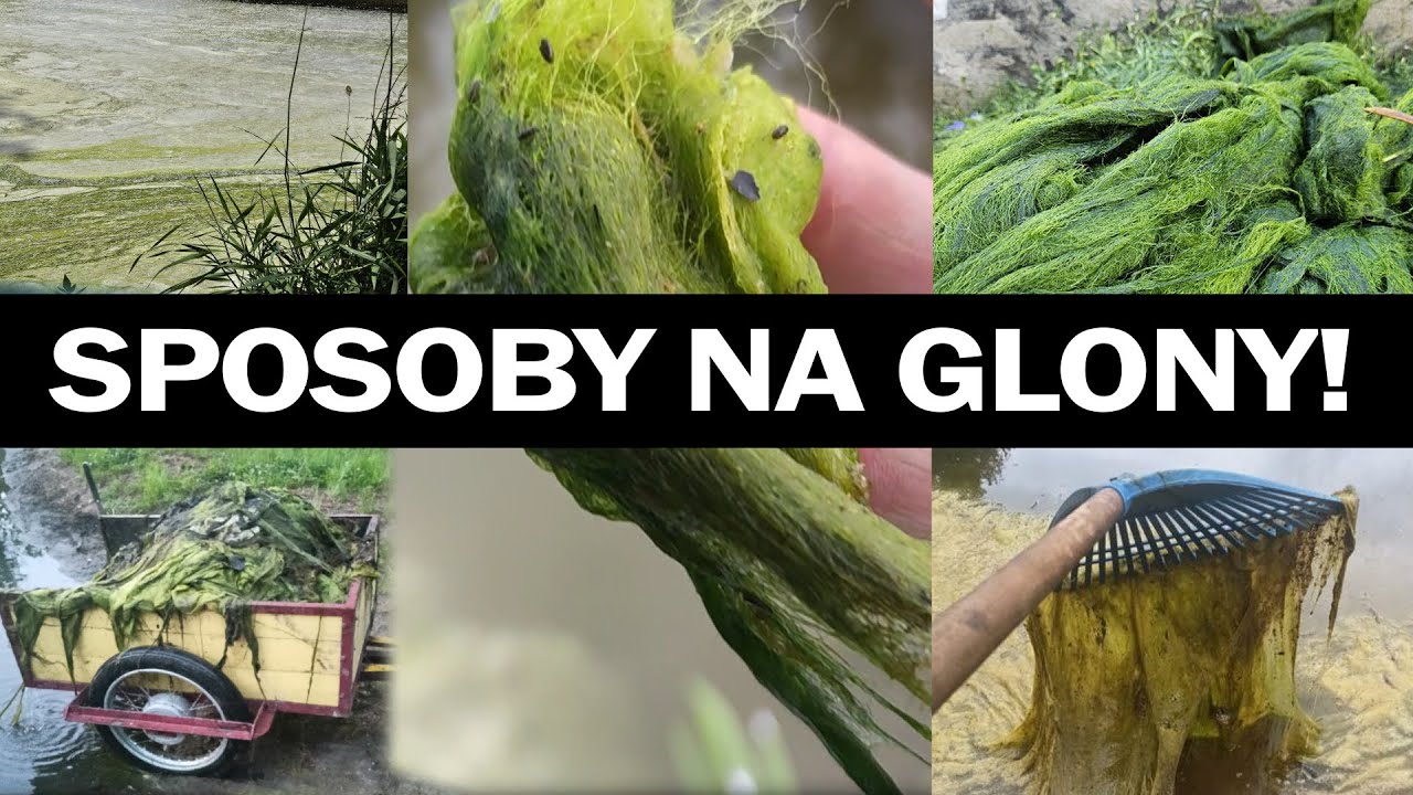 GLONY W OCZKU WODNYM I STAWIE – jak się pozbyć ! sposoby.