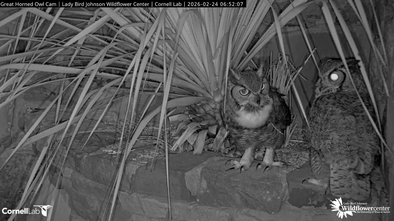 Great Horned Owls Have A Hoot In Return To Wildflower Center Nest – Feb. 24, 2026