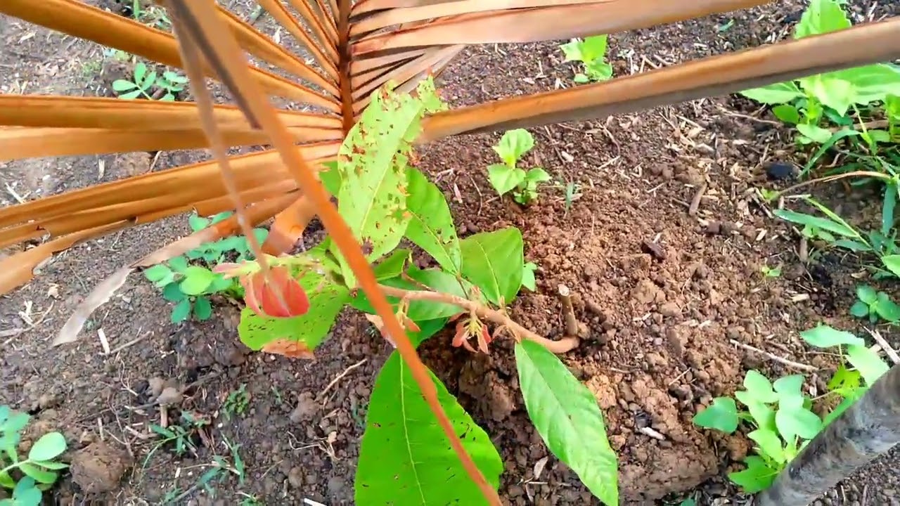 On the garden..