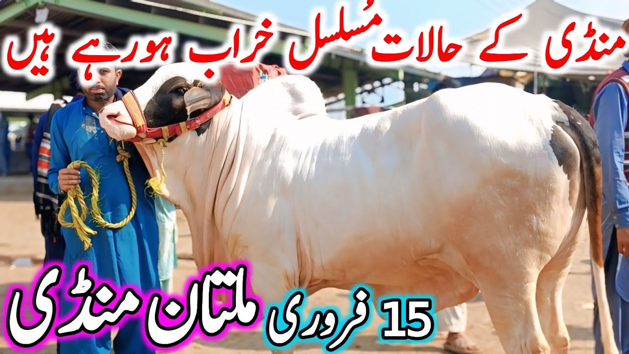 Today Multan Cow Mandi Fresh Latest Update | Cholistani Brahman & Sahiwal Bachre | Cow Mandi 2025🔥