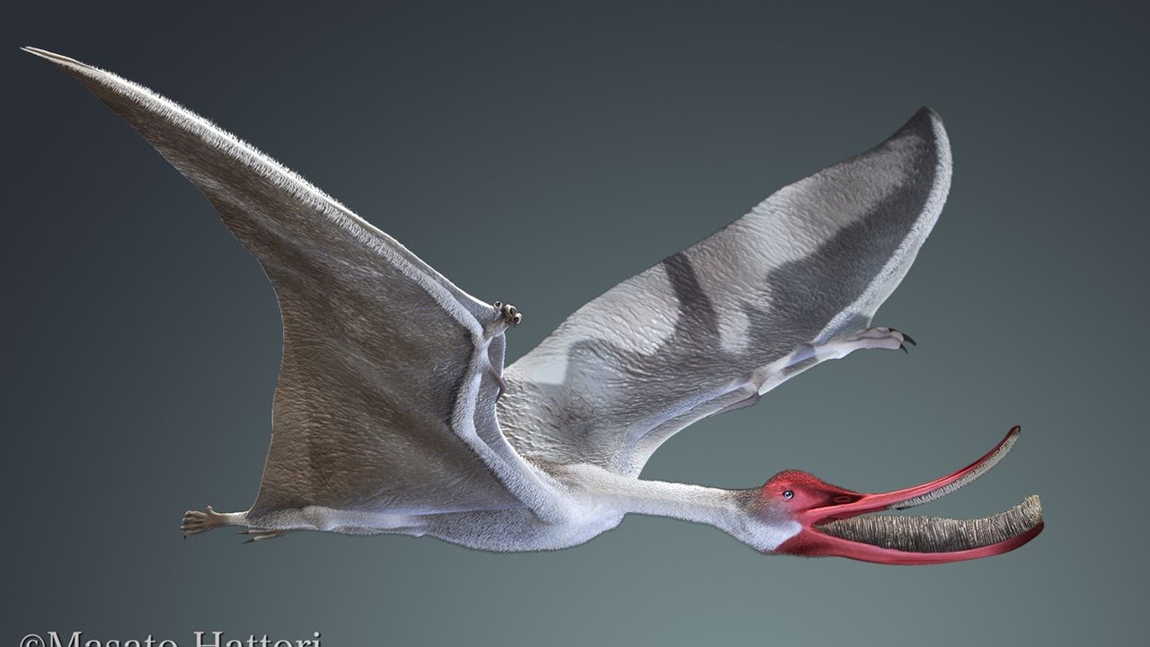 Птеродауостро  Pterodaustro guinazui (1 часть)