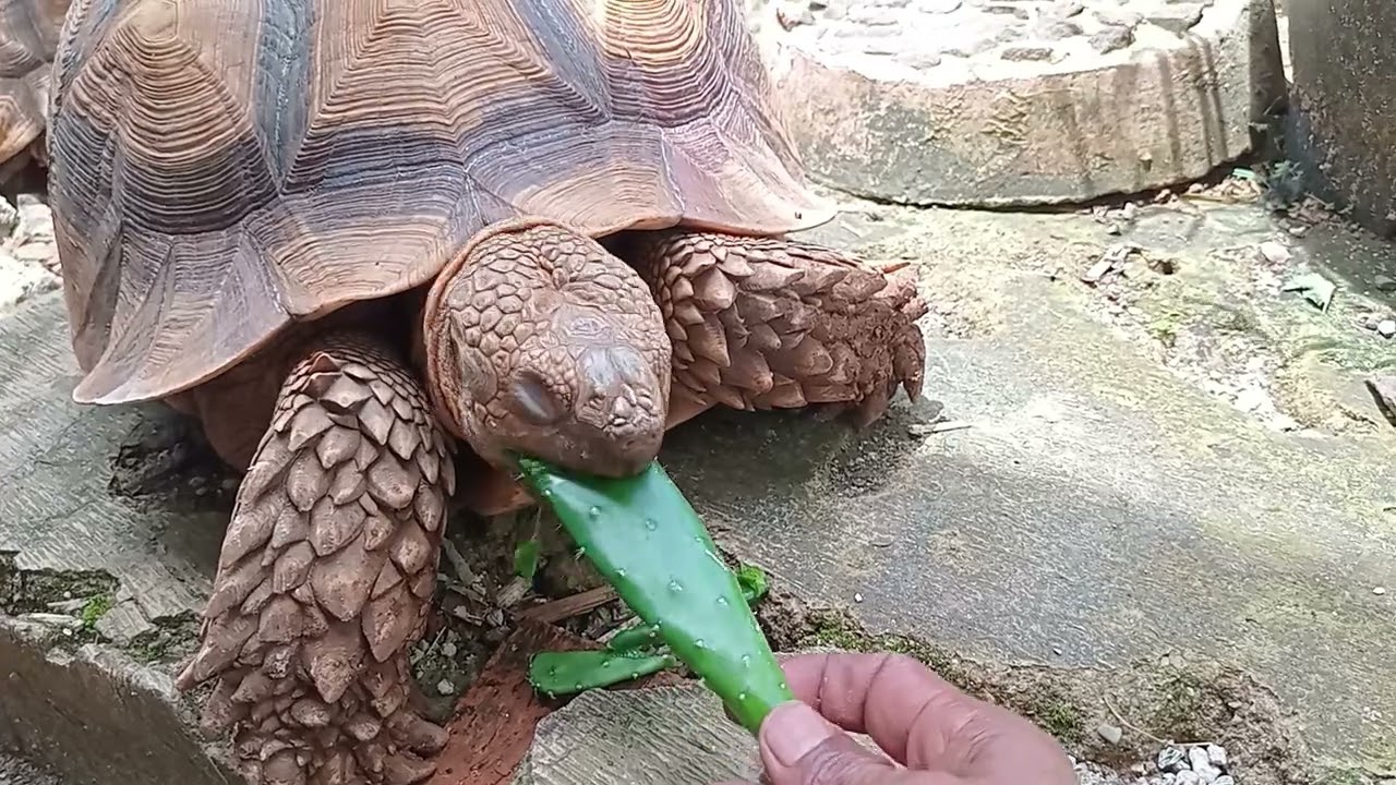 Lagi berjemur malah minta kaktus #sulcata #turtle #reptiles #hewan #kurakura #shorts #turtles #fyp 