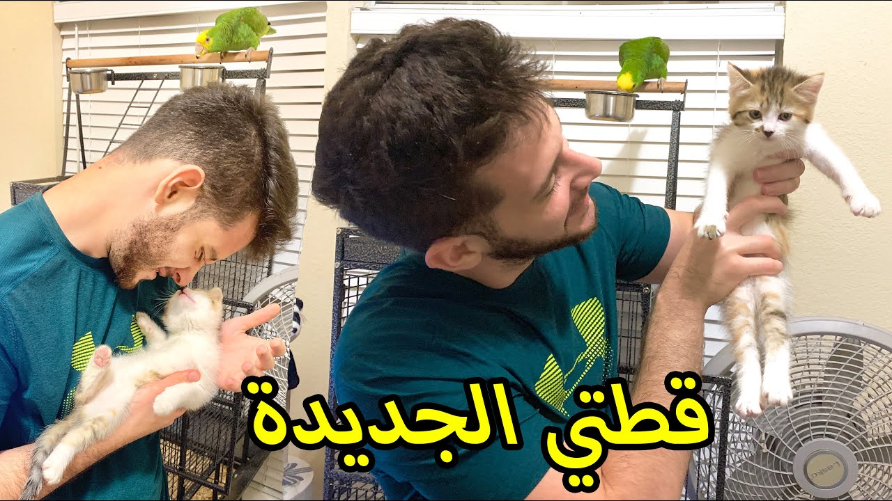 اشتريت قطة  ملكة بالكياتة واللعب ترضع اخذتها ماشاء الله..