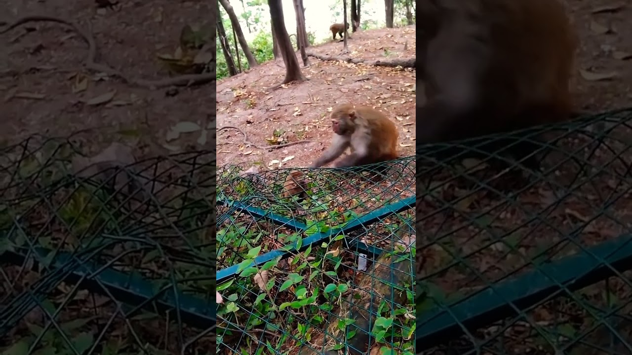 baby monkey trapped, mother trying to help