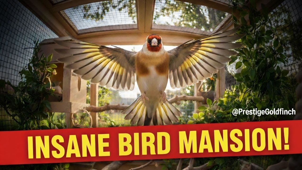 The Ultimate Major Goldfinch Palace: Full Aviary Tour 2026