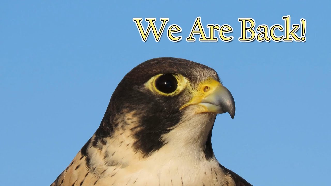First View of Denver's Peregrines 2025