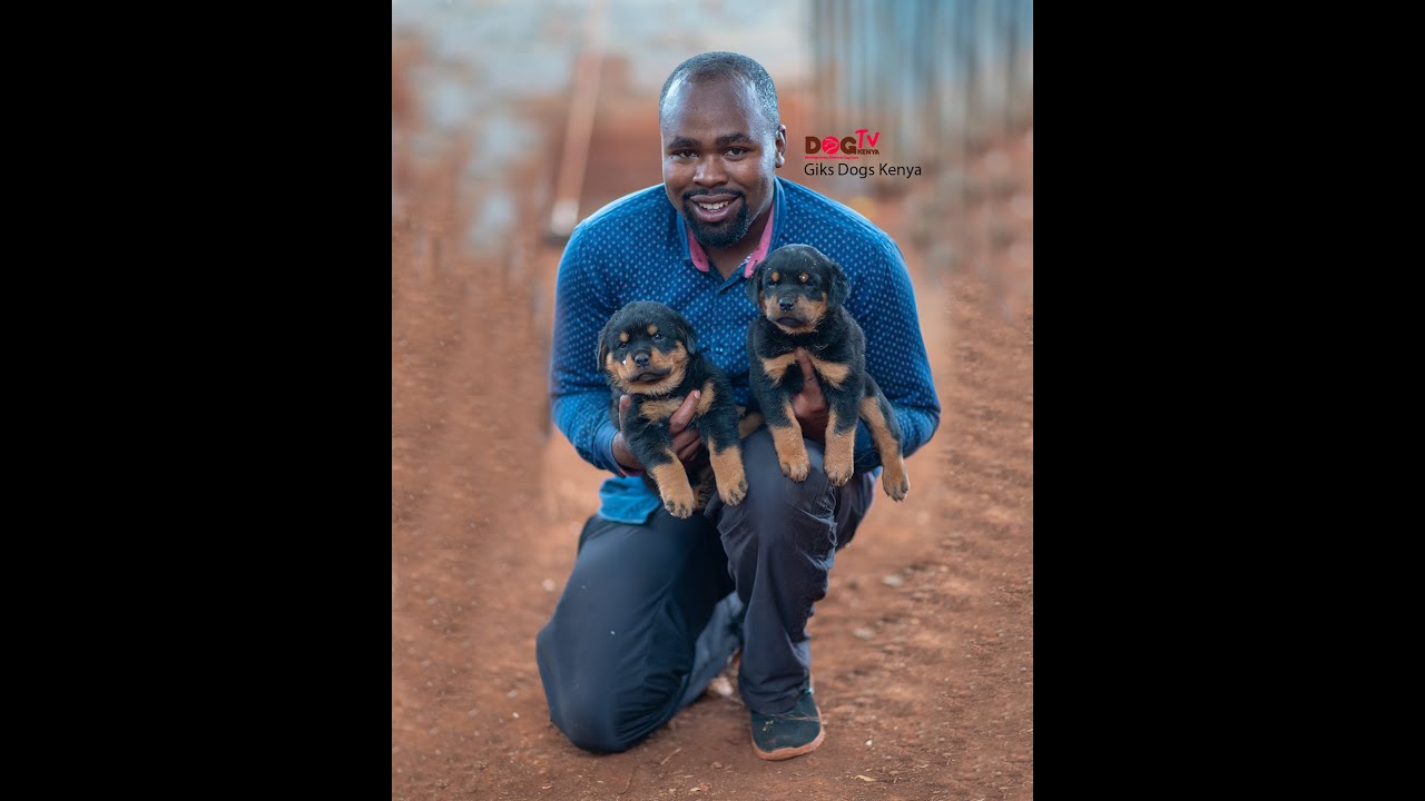 How cropping the doberman ears is done and why @ Giks dogs Kenya (Dog Tv Kenya episode 32)