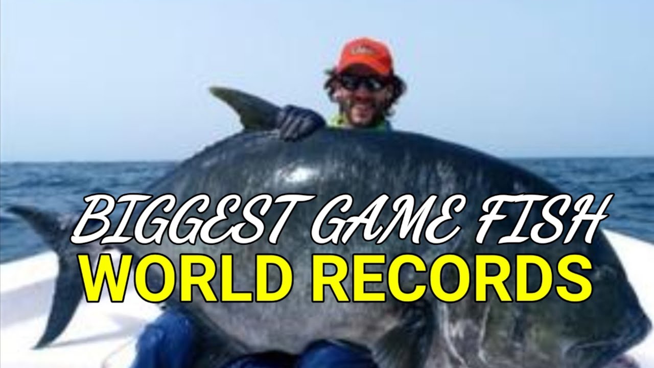 Biggest Game Fish World Records | Saltwater | Ikan Terbesar