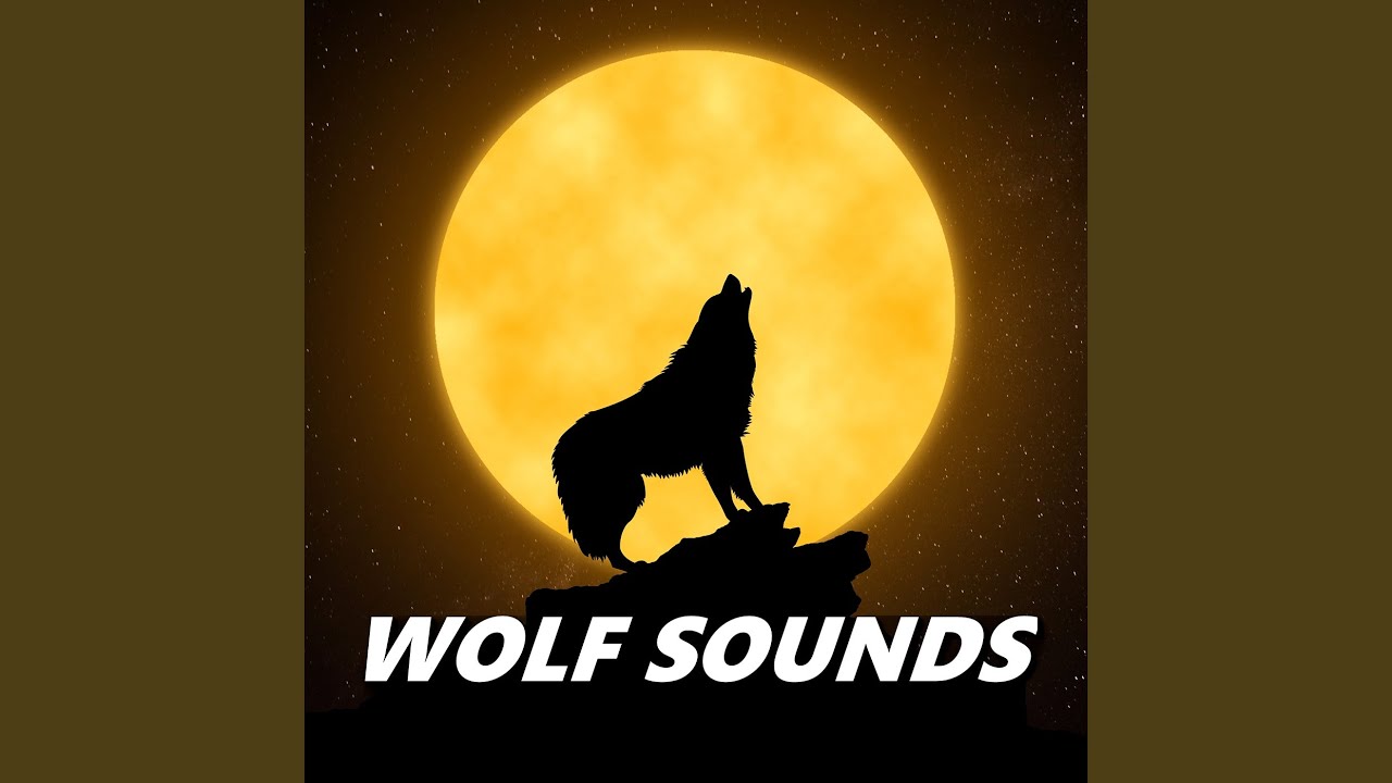 Wolves Howling
