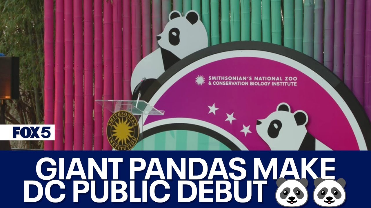 DC's Giant Pandas Make National Zoo Public Debut | FOX 5 DC