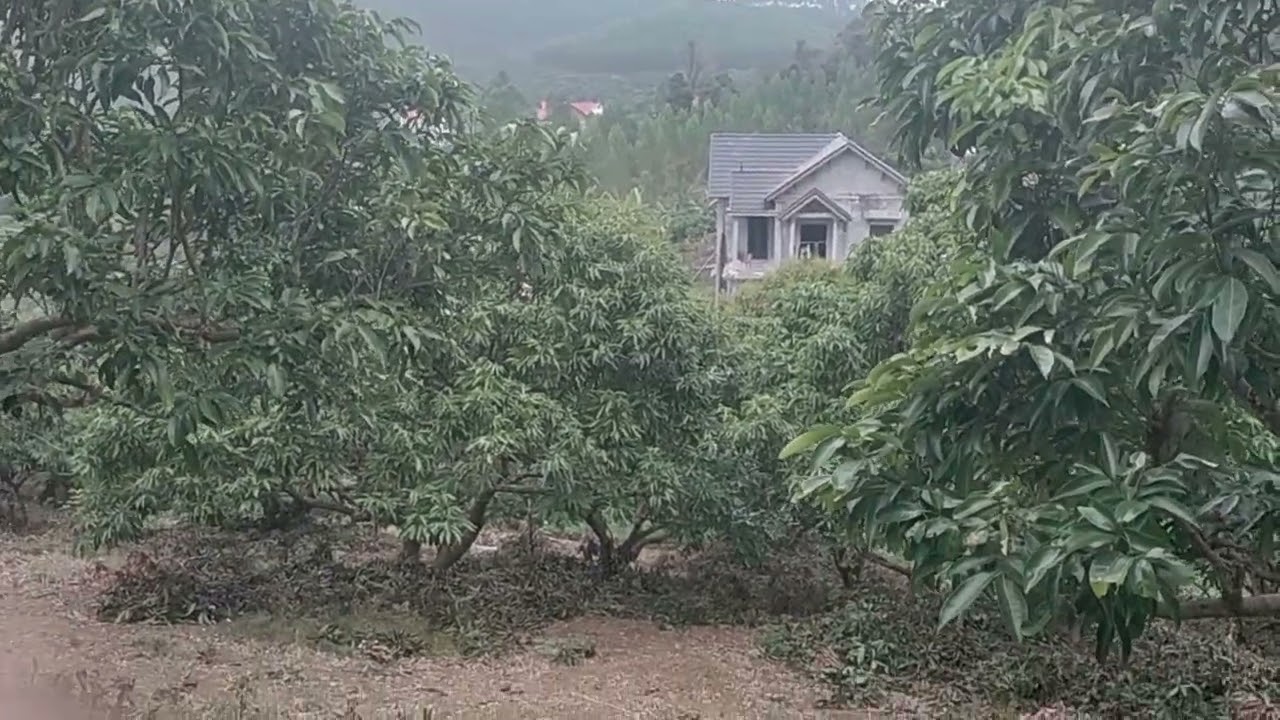 Vườn vải kênh chủ vườn nhé 
