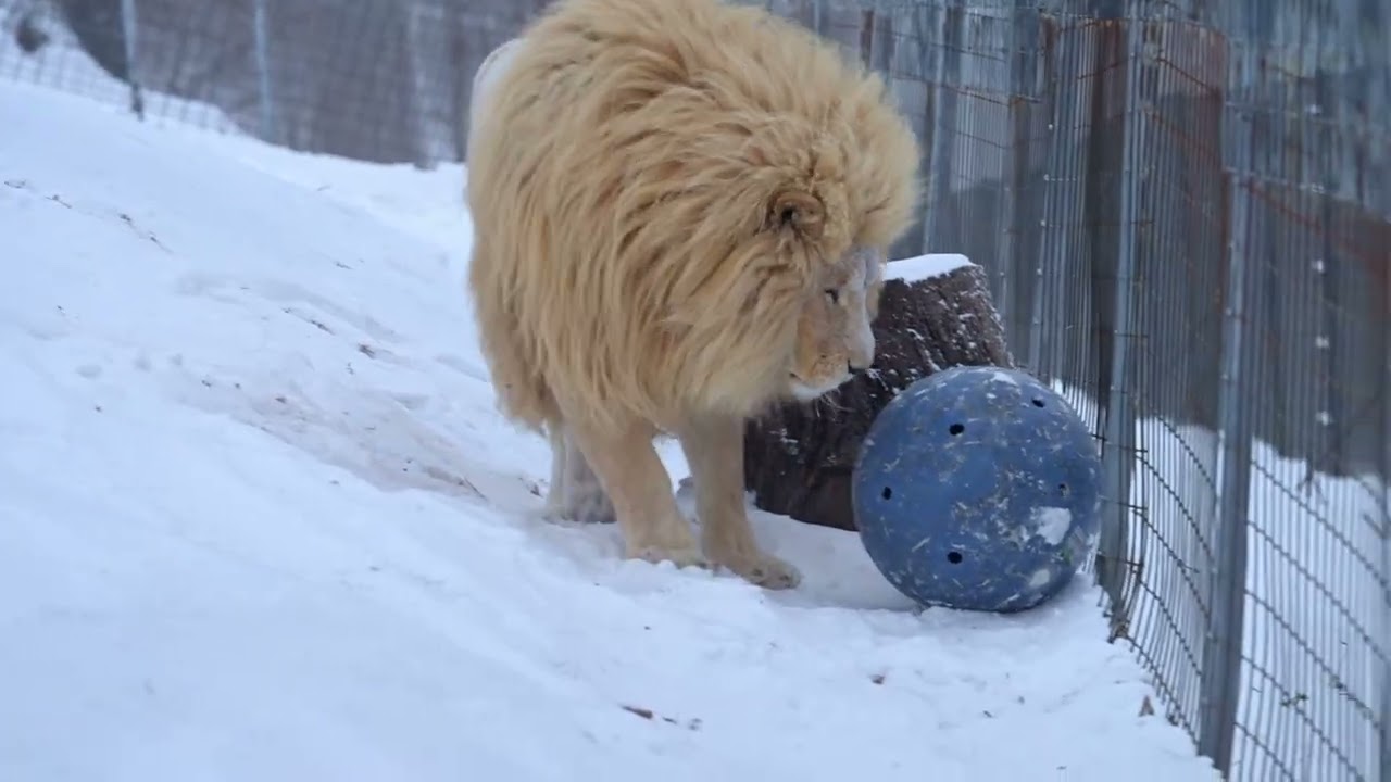 Snow Day Playtime - White lion, Thor, is having a ball playing with his ball in the snow.