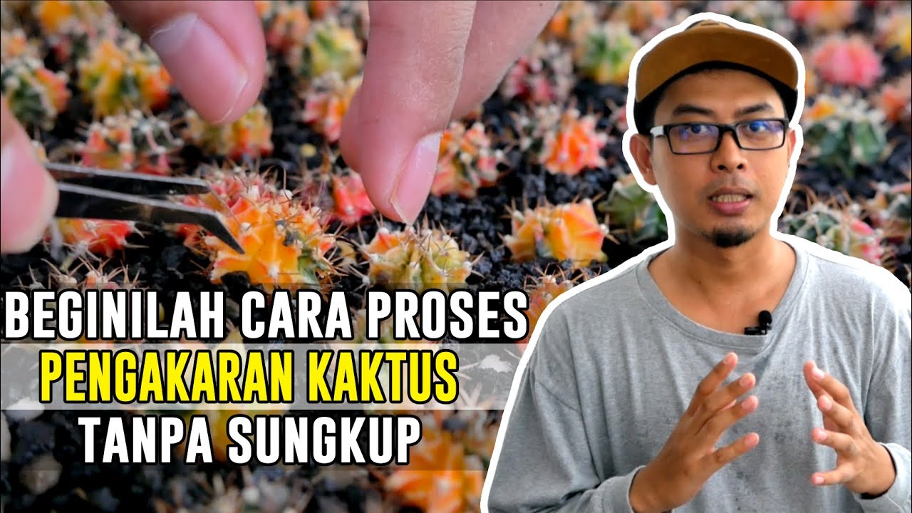 Begini Cara Proses Pengakaran Kaktus Tanpa Sungkup