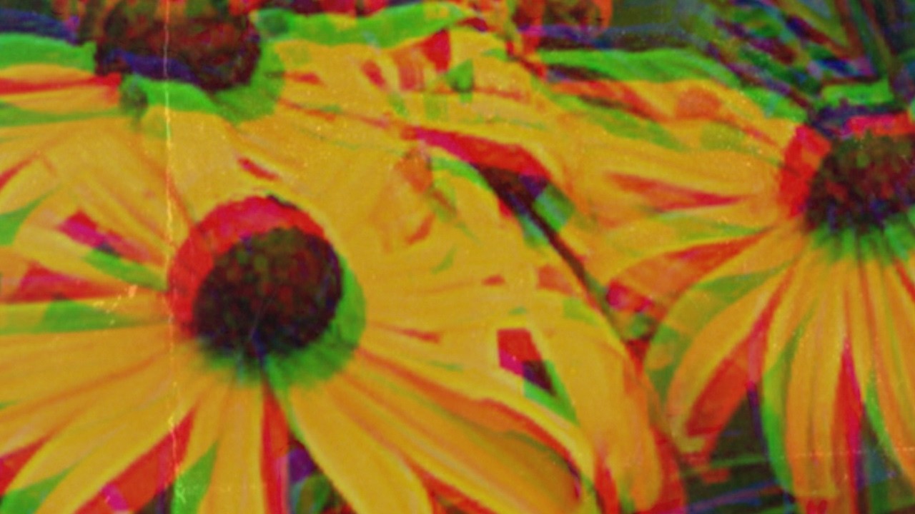 WILDFLOWERS PREVIEW VIDEO